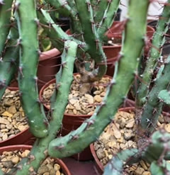 One EUPHORBIA AERUGINOSA cutting