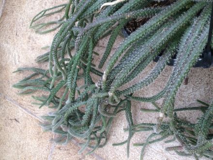 15 seeds mouse tail cactus rhipsalis baccifera  rare cactus succulent plant