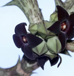 Caralluma hesperidum in a 6.5cm pot