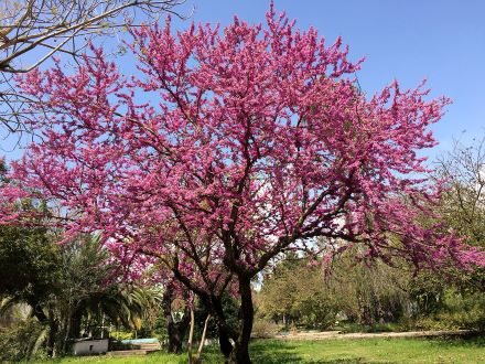 10 Cercis siliquastrum seeds Judas tree