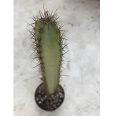 Cereus Forbesii 6.5cm pot