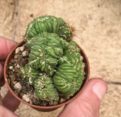 Cereus peruvianus crested cactus