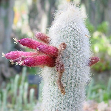 10 seeds Wooly Torch Cactus  Cleistocactus strausii