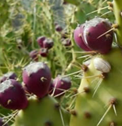 20 Seeds Opuntia Dillenii Mediterranean Prickly Pear Cactus