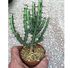 Euphorbia aeruginosa plant   miniature saguaro 6.5cm pot