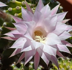 Echinopsis Eyriesii Rare shipped in a 6.5cm Pot