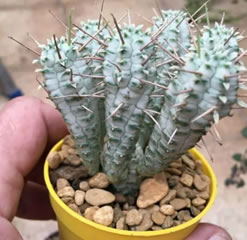 Euphorbia mammillaris variegata rare succulent shipped in a pot