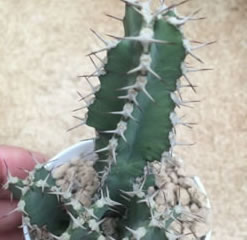 Euphorbia polyacantha - fishbone-thistle, fish-bone cactus 6.5cm pot