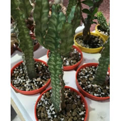 Euphorbia pseudocactus in a 6.5cm pot ornamental succulent