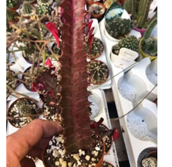 Euphorbia Trigona Rubra cv Royal Red