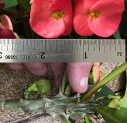 Rare giant crown of thorns Euphorbia Milii 1 unrooted cutting