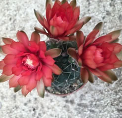 Gymnocalycium baldianum shipped in a 6.5cm