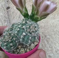 Gymnocalycium bruchii cactus