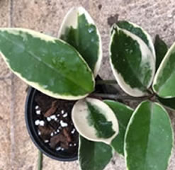 Hoya Carnosa Tricolor Hoya Krimson Queen in an 89 cm pot