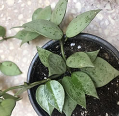 Hoya Krohniana Silver shipped in a 8.5cm pot