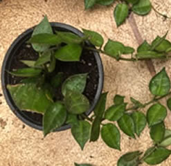 Hoya Kroniana Plant in an 8.5cm pot