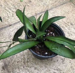 Hoya wayetii - wax plant - one plant potted in the correct media