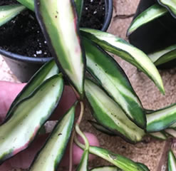 Hoya wayetii variegated - wax plant - potted in a 8.5cm pot