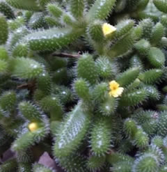 One high quality Delosperma echinatum cutting