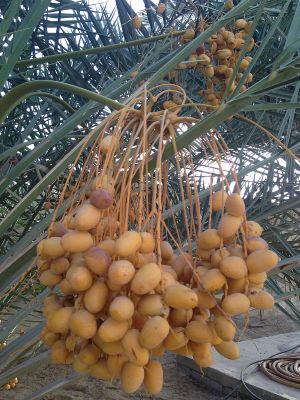 5 Khalas Date Seeds Date Palm Seeds