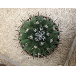 Mammillaria magnimamma - Mexican Pincushion