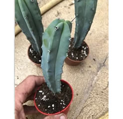 Myrtillocactus geometrizans 5 inch blue myrtle cactus