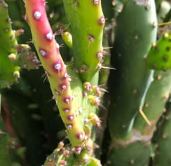 Opuntia Monocantha Pad from South America