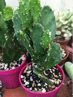 Opuntia brasiliensis cactus shipped in 6.5 cm pot brazilian prickly pear