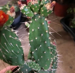 Opuntia quitensis from Peru and Equador ONE pad unrooted