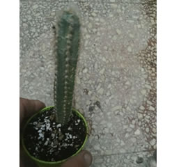 Pilosocereus glaucochrous