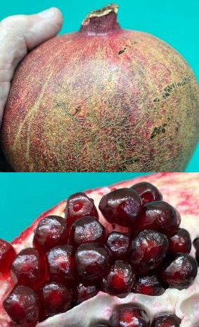 25 fresh seeds Punica granatum. Organic pomegranate seeds