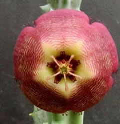 Stapelia revoluta in a 6.5cm pot Revolute-flowered Tromotriche