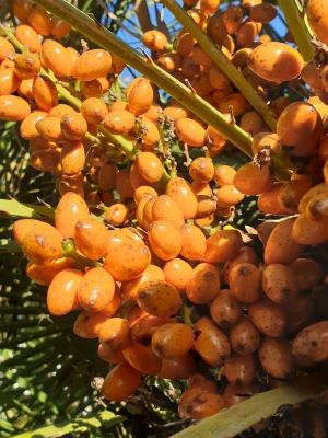 Phoenix reclinata dates 5 Fresh seeds reclinata Date Palm Seeds from Namibia