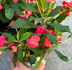 Euphorbia milii - red flower - plant in 12cm pot