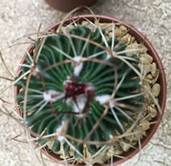 Stenocactus lamello brain cactus 6.5cm pot