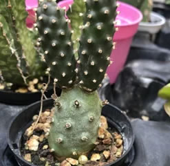 Tephrocactus articulatus var. inermis 6.5cm pot