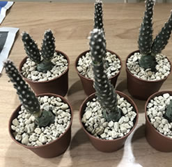 Tephrocactus articulatus var. strobiliformis