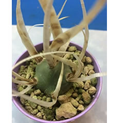 Tephrocactus articulatus v. papyracanthus