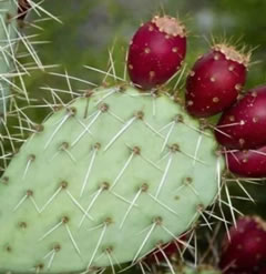 20 Seeds Opuntia Vulgaris Mediterranean Prickly Pear Cactus