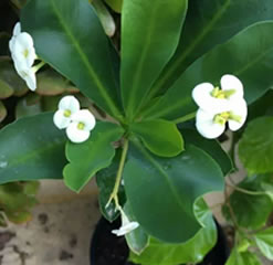 Euphorbia milii - white flower - Cutting