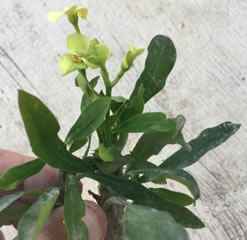 Euphorbia milii - yellow flower - cutting