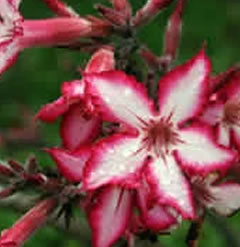 Adenium multiflorum  Impala Lily  - nice plant shipped in a 6.5 cm pot  - Plant approx 3 inches high