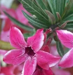 Rare Adenium Black Somalense  Desert Rose  Elephants foot  - Shipped in a 6.5 cm pot