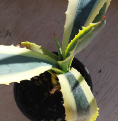 Variegated Agave americana 5 inch plant shipped in a 6.5cm pot