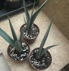 Agave americana 3 inch plant shipped in a 6.5cm pot good roots and great growth potential