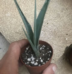 Agave americana 6 inch plant shipped in a 6.5cm pot good roots and great growth potential