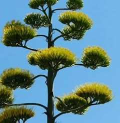 Agave americana 9 inch plant shipped in a 6.5cm pot good roots