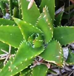 One Aloe Nobilis Succulent   Golden Toothed Aloe