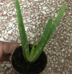 3 inch Healthy Aloe Vera Plant