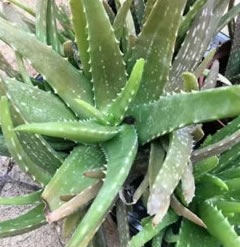 5 inch Healthy Aloe Vera Plant